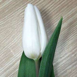 Tulipan 