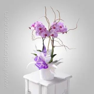 Orquidea phalaenopsis lila