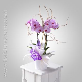 Orquidea phalaenopsis lila