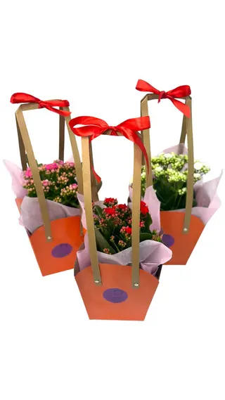 Kalanchoe 