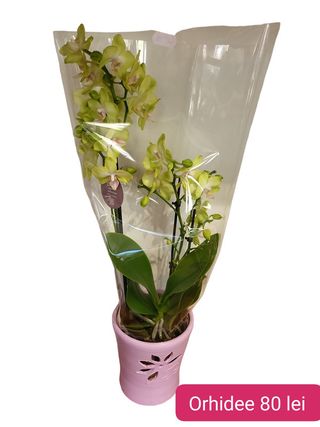 Orhidee