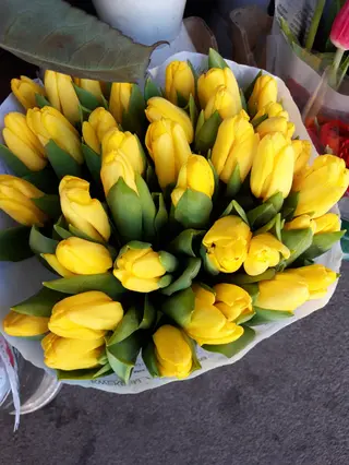 10 Pezzi tulipani gialli