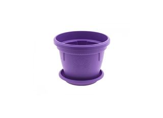 Саксия, лилава, Ф17