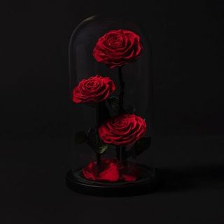 Rosas Eternas en Cúpula (3ROSA)