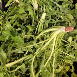 Cicoria di campo 500gr