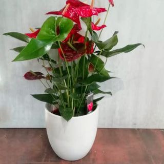 Anthurium colori assortiti confezionato 