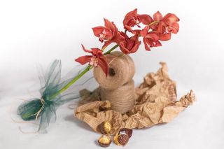 ერთი ცალი ორქიდეა