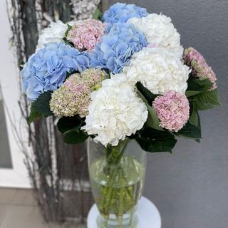 Гортензія в ассортименті, 1 шт