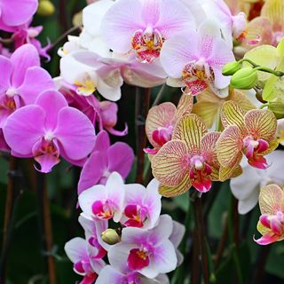 Planta De Orquidea Color