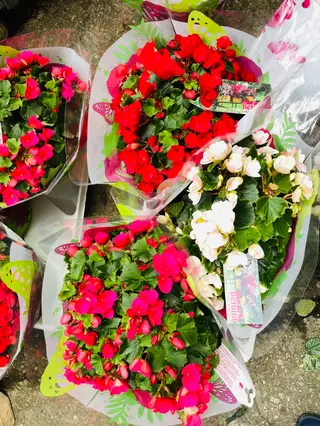 pianta begonia
