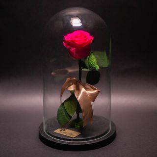 Trandafir Criogenat Fuchsia în Cupolă Mare