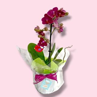 Capricho Floral "Mami"
