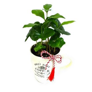 Arbore de cafea cu mărțișor