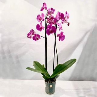 Orquídea 65 Cm.