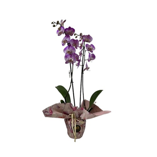Orquídea Rosa