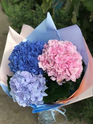 ნაირფერი ჰორტენზიები