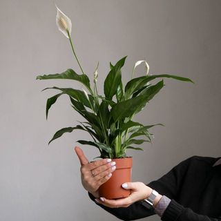 Спатіфілум