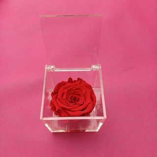 Rosa stabilizzata  rossa