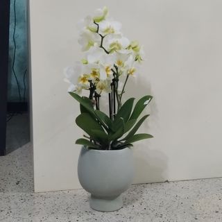 Mini orchidea Phalaeonopsis
