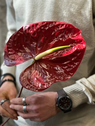 ბორდოსფერი ანთორიუმი