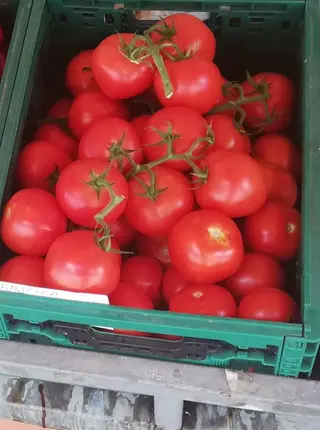 Rajčica 1kg