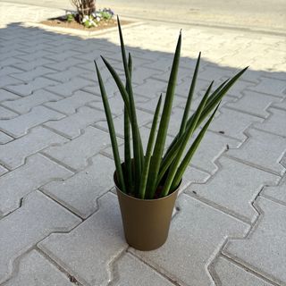 Сансевиера цилиндрика