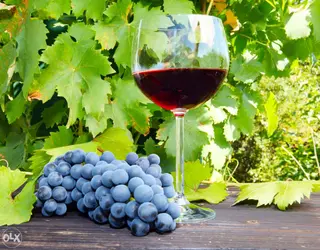 Domaće crno vino Blatina 1 l