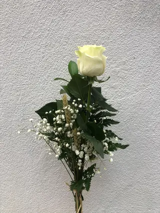 Rosa Blanca