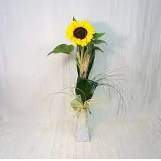 Girasole