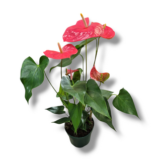 Anthurium Rosa 