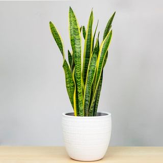 Sanseveria conosciuta anche con il nome di “lingua della suocera “