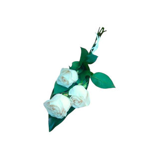 3 Rosas Brancas