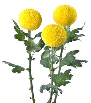 ping pong giallo