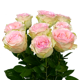 Bukiet z 9 róż różowych