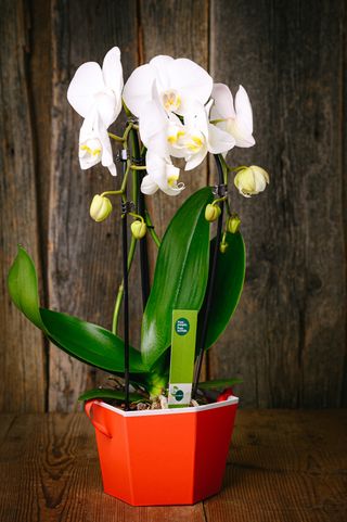 Бяла орхидея