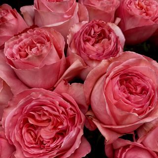 Пінк Експрешин 