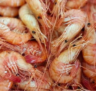 Camarão de Espinho 250g