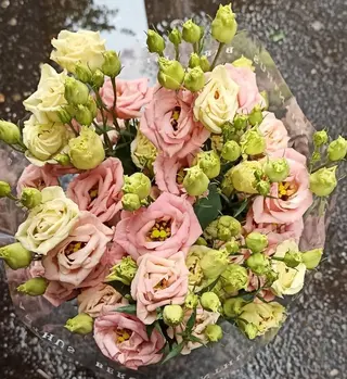 Lisantus rosa