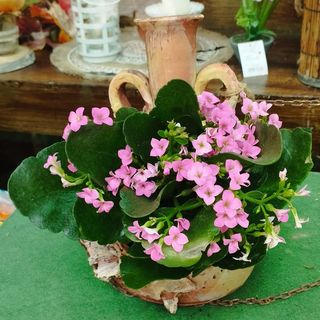 Ánfora Marina con Planta Variada