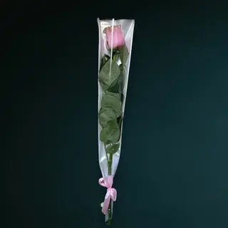 Trandafir Roz Pal ambalat