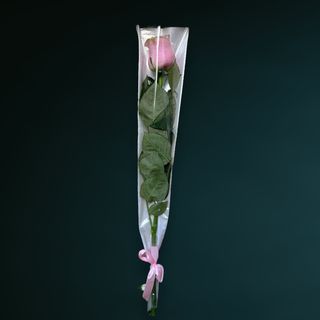 Trandafir Roz Pal ambalat