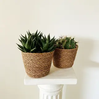 Cactus Sopresa