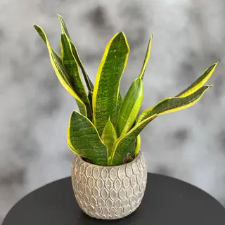 Sanseveria