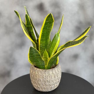 Sanseveria