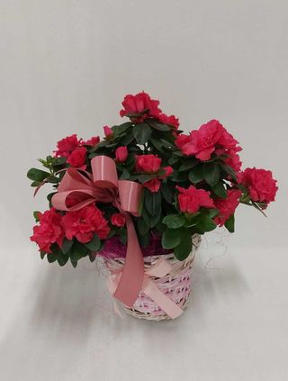 Azalea rossa con cesto