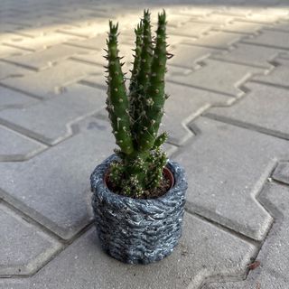 Малък кактус с керамична кашпа