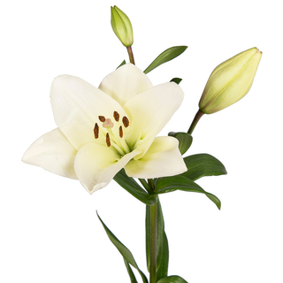 Lilium Blanco Unidad