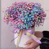 ყუთის გიფსოფილა (Medium size)