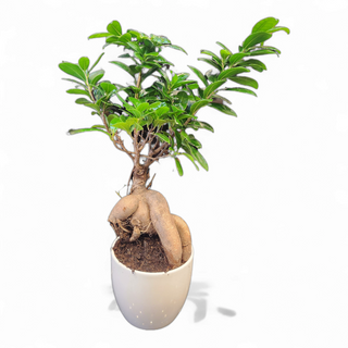 Bonsai Ficus ginseng