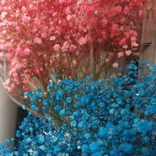 Fiori secchi  velo della sposa colorato